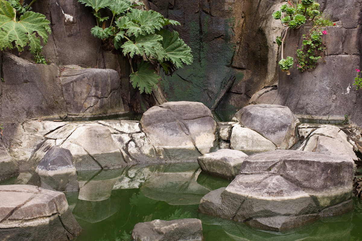 color photograph of fake rocks and green water with plants